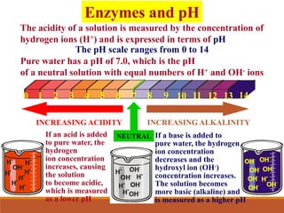 Enzymes and pH
INCREASING ACIDITY INCREASING ALKALINITY
1 3
0 2 4 5 6 7 8 9 10 11 12 13 14
The acidity of a solution is measured by the concentration of
hydrogen ions (H+) and is expressed in terms of pH
The pH scale ranges from 0 to 14
Pure water has a pH of 7.0, which is the pH
of a neutral solution with equal numbers of H+ and OH- ions
If an acid is added
to pure water, the
hydrogen
ion concentration
increases, causing
the solution
to become acidic,
which is measured
as a lower pH
If a base is added to
pure water, the hydrogen
ion concentration
decreases and the
hydroxyl ion (OH-)
concentration increases.
The solution becomes
more basic (alkaline) and
is measured as a higher pH
NEUTRAL
 