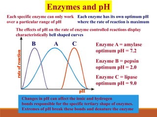 Each specific enzyme can only work
over a particular range of pH
Each enzyme has its own optimum pH
where the rate of reaction is maximum
The effects of pH on the rate of enzyme controlled reactions display
characteristically bell shaped curves
A
B C Enzyme A = amylase
optimum pH = 7.2
Enzyme B = pepsin
optimum pH = 2.0
Enzyme C = lipase
optimum pH = 9.0
Changes in pH can affect the ionic and hydrogen
bonds responsible for the specific tertiary shape of enzymes.
Extremes of pH break these bonds and denature the enzyme
Enzymes and pH
 
