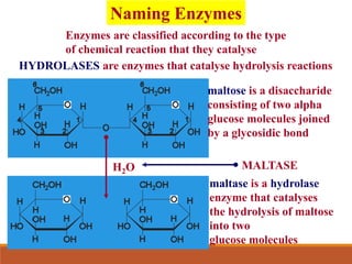 Naming Enzymes
Enzymes are classified according to the type
of chemical reaction that they catalyse
HYDROLASES are enzymes that catalyse hydrolysis reactions
maltose is a disaccharide
consisting of two alpha
glucose molecules joined
by a glycosidic bond
maltase is a hydrolase
enzyme that catalyses
the hydrolysis of maltose
into two
glucose molecules
H2O MALTASE
 