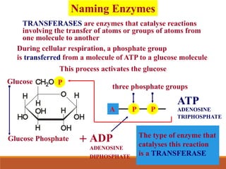 TRANSFERASES are enzymes that catalyse reactions
involving the transfer of atoms or groups of atoms from
one molecule to another
During cellular respiration, a phosphate group
is transferred from a molecule of ATP to a glucose molecule
This process activates the glucose
P
P
A
P
three phosphate groups
ATP
ADENOSINE
TRIPHOSPHATE
The type of enzyme that
catalyses this reaction
is a TRANSFERASE
Glucose Phosphate ADP
ADENOSINE
DIPHOSPHATE
+
Glucose
P
Naming Enzymes
 
