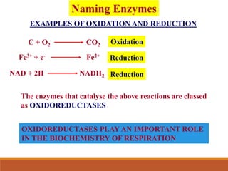 EXAMPLES OF OXIDATION AND REDUCTION
C + O2 CO2 Oxidation
Fe3+ + e- Fe2+
Reduction
NAD + 2H NADH2 Reduction
The enzymes that catalyse the above reactions are classed
as OXIDOREDUCTASES
OXIDOREDUCTASES PLAY AN IMPORTANT ROLE
IN THE BIOCHEMISTRY OF RESPIRATION
Naming Enzymes
 