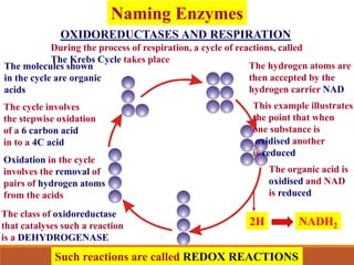 OXIDOREDUCTASES AND RESPIRATION
During the process of respiration, a cycle of reactions, called
The Krebs Cycle takes place
The molecules shown
in the cycle are organic
acids
The cycle involves
the stepwise oxidation
of a 6 carbon acid
in to a 4C acid
Oxidation in the cycle
involves the removal of
pairs of hydrogen atoms
from the acids
NADH2
2H
The class of oxidoreductase
that catalyses such a reaction
is a DEHYDROGENASE
The hydrogen atoms are
then accepted by the
hydrogen carrier NAD
This example illustrates
the point that when
one substance is
oxidised another
is reduced
The organic acid is
oxidised and NAD
is reduced
Such reactions are called REDOX REACTIONS
Naming Enzymes
 