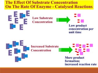 The Effect Of Substrate Concentration
On The Rate Of Enzyme - Catalysed Reactions
Low Substrate
Concentration
Low product
concentration per
unit time
Increased Substrate
Concentration
More product
formation;
increased reaction rate
 