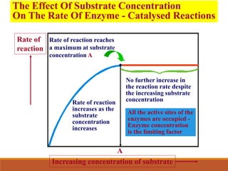 The Effect Of Substrate Concentration
On The Rate Of Enzyme - Catalysed Reactions
Increasing concentration of substrate
Rate of
reaction
A
Rate of reaction
increases as the
substrate
concentration
increases
Rate of reaction reaches
a maximum at substrate
concentration A
No further increase in
the reaction rate despite
the increasing substrate
concentration
All the active sites of the
enzymes are occupied -
Enzyme concentration
is the limiting factor
 