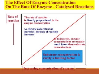 The Effect Of Enzyme Concentration
On The Rate Of Enzyme - Catalysed Reactions
Rate of
reaction
Increasing concentration of enzyme
The rate of reaction
is directly proportional to the
enzyme concentration
As enzyme concentration
increases, the rate of reaction
increases
In living cells, enzyme
concentrations are usually
much lower than substrate
concentrations
Substrate concentration is
rarely a limiting factor
 