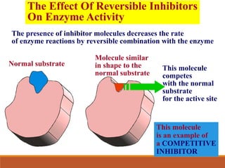 The Effect Of Reversible Inhibitors
On Enzyme Activity
The presence of inhibitor molecules decreases the rate
of enzyme reactions by reversible combination with the enzyme
Normal substrate
Molecule similar
in shape to the
normal substrate
This molecule
competes
with the normal
substrate
for the active site
This molecule
is an example of
a COMPETITIVE
INHIBITOR
 