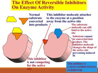 The Effect Of Reversible Inhibitors
On Enzyme Activity
Normal
substrate
converted
into products
This inhibitor molecule attaches
to the enzyme at a position
away from the active site
The substrate
molecule can still
bind to the active
site
Substrate cannot
be converted into
product. The
inhibitor molecule
changes the shape of
the active site
preventing induced
fit
This inhibitor is
a NON-COMPETITIVE
INHIBITOR
This inhibitor
is not competing
for the active
site
 