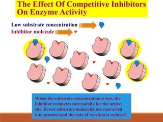 The Effect Of Competitive Inhibitors
On Enzyme Activity
Low substrate concentration
Inhibitor molecule
When the substrate concentration is low, the
inhibitor competes successfully for the active
site. Fewer substrate molecules are converted
into product and the rate of reaction is reduced
 
