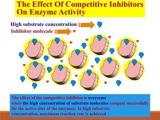 The Effect Of Competitive Inhibitors
On Enzyme Activity
High substrate concentration
Inhibitor molecule
The effect of the competitive inhibitor is overcome
when the high concentration of substrate molecules compete successfully
for the active sites of the enzymes: At high substrate
concentration, maximum reaction rate is achieved
 