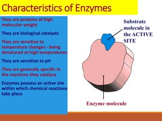 Characteristics of Enzymes
They are proteins of high
molecular weight
They are biological catalysts
They are sensitive to
temperature changes - being
denatured at high temperatures
They are sensitive to pH
They are generally specific in
the reactions they catalyse
Enzymes possess an active site
within which chemical reactions
take place
Substrate
molecule in
the ACTIVE
SITE
Enzyme molecule
 