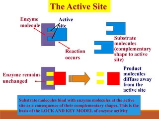 The Active Site
Substrate
molecules
(complementary
shape to active
site)
Enzyme
molecule
Product
molecules
diffuse away
from the
active site
Substrate molecules bind with enzyme molecules at the active
site as a consequence of their complementary shapes. This is the
basis of the LOCK AND KEY MODEL of enzyme activity
Enzyme remains
unchanged
Active
site
Reaction
occurs
 