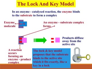 The Lock And Key Model
In an enzyme - catalysed reaction, the enzyme binds
to the substrate to form a complex
An enzyme - substrate complex
forms
A reaction
occurs
forming an
enzyme - product
complex
Products diffuse
away from the
active site
Enzyme
molecule
The lock & key model
proposes that the substrate
binds to the active site
which it fits exactly, like a
key in a lock
S
 