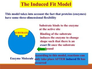 The Induced Fit Model
This model takes into account the fact that proteins (enzymes)
have some three-dimensional flexibility
SUBSTRATE
Substrate binds to the enzyme
at the active site
Binding of the substrate
induces the enzyme to change
shape such that there is an
exact fit once the substrate
has bound
Enzyme Molecule
According to this model, reactions can
only take place AFTER induced fit has
occurred
 