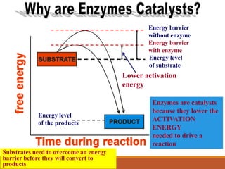 Energy level
of substrate
Energy level
of the products
Energy barrier
without enzyme
Energy barrier
with enzyme
Lower activation
energy
Enzymes are catalysts
because they lower the
ACTIVATION
ENERGY
needed to drive a
reaction
Substrates need to overcome an energy
barrier before they will convert to
products
 