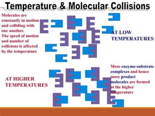 Molecules are
constantly in motion
and colliding with
one another.
The speed of motion
and number of
collisions is affected
by the temperature
AT LOW
TEMPERATURES
AT HIGHER
TEMPERATURES
More enzyme-substrate
complexes and hence
more product
molecules are formed
at the higher
temperature
 