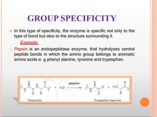GROUP SPECIFICITY
 In this type of specificity, the enzyme is specific not only to the
type of bond but also to the structure surrounding it.
Example:
 Pepsin is an endopeptidase enzyme, that hydrolyzes central
peptide bonds in which the amino group belongs to aromatic
amino acids e. g phenyl alanine, tyrosine and tryptophan.
 