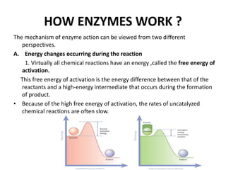 HOW ENZYMES WORK ?
The mechanism of enzyme action can be viewed from two different
perspectives.
A. Energy changes occurring during the reaction
1. Virtually all chemical reactions have an energy ,called the free energy of
activation.
This free energy of activation is the energy difference between that of the
reactants and a high-energy intermediate that occurs during the formation
of product.
• Because of the high free energy of activation, the rates of uncatalyzed
chemical reactions are often slow.
 