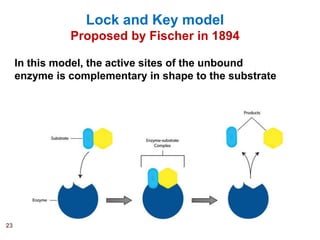 ENZYMES.pptx