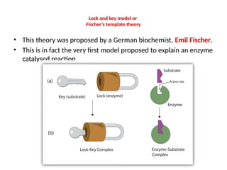 enzymes( nomenclature, types, mechanism and factor of the enzyme action ...