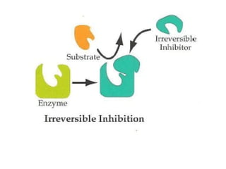 enzymes( nomenclature, types, mechanism and factor of the enzyme action ...