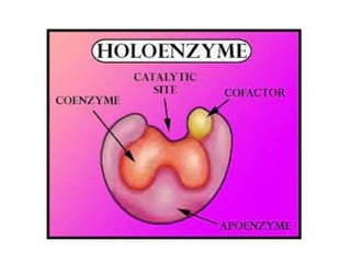 enzymes( nomenclature, types, mechanism and factor of the enzyme action ...