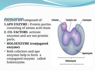 Comprehensive Overview of Enzymes: Structure, Function, and Regulation ...