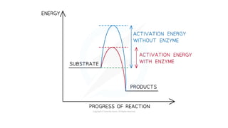 Enzymes roles and their functions Alevels Edexcel | PPTX