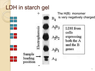 LDH in starch gel
                    The H(B) monomer
                    is very negatively charged




                                           12
 