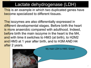 Lactate dehydrogenase (LDH)
This is an example in which two duplicated genes have
become specialized to different tissues.

The isozymes are also differentially expressed in
different developmental stages. Before birth the heart
is more anaerobic compared with adulthood. Indeed,
before birth the main isozyme in the heart is the M4,
and with time it switches to HM3 (at birth), to H2M2
and HM3 at 1 year after birth, and to H3M AND H4
after 2 years.
                            My main LDH is HM3. Great!
                             My main LDH is HM3


                                                         7
 