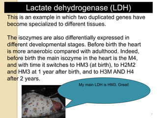 Lactate dehydrogenase (LDH)
This is an example in which two duplicated genes have
become specialized to different tissues....