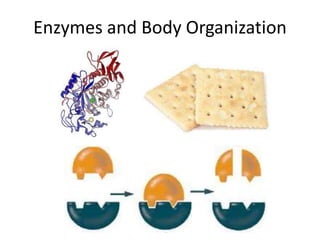 Enzymes and Body Organization
 