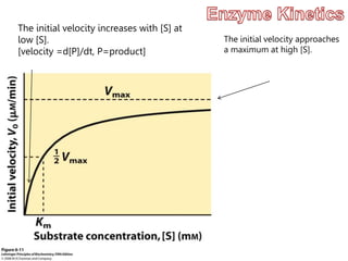 The initial velocity approaches
a maximum at high [S].
The initial velocity increases with [S] at
low [S].
[velocity =d[P]/dt, P=product]
 