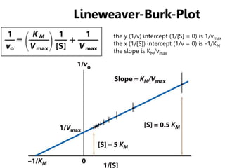Lineweaver-Burk-Plot
the y (1/v) intercept (1/[S] = 0) is 1/vmax
the x (1/[S]) intercept (1/v = 0) is -1/KM
the slope is KM/vmax
 