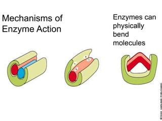 6
Mechanisms of
Enzyme Action
Enzymes can
physically
bend
molecules
 