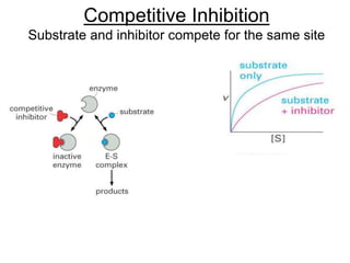 Competitive Inhibition
Substrate and inhibitor compete for the same site
If [S]>>[I]
Vmax is the same, Km h
Vmax
1/Km
 