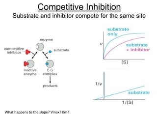 Competitive Inhibition
Substrate and inhibitor compete for the same site
If [S]>>[I]
Vmax is the same, Km h
Vmax
What happens to the slope? Vmax? Km?
 