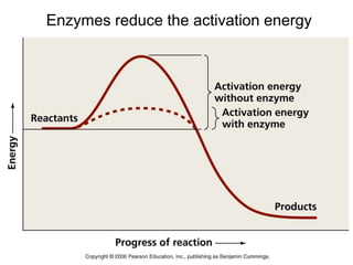 Enzymes reduce the activation energy
 