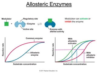 Allosteric Enzymes
Modulator can activate or
inhibit the enzyme
 