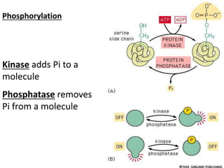 Phosphorylation is the
most common reversible
covalent modification of
an enzyme
Kinase adds Pi to a
molecule
Phosphatase removes
Pi from a molecule
About 10,000 enzymes in a cell, one-third
of them are activated or deactivated
through phosphorylation.
 