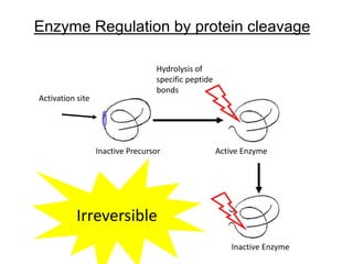 Enzyme Regulation by protein cleavage
Hydrolysis of
specific peptide
bonds
Inactive Precursor Active Enzyme
Activation site
Inactive Enzyme
Irreversible
 