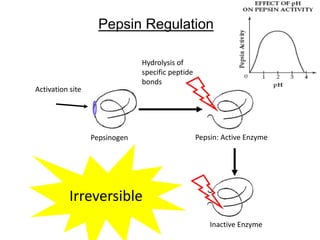 Pepsin Regulation
Hydrolysis of
specific peptide
bonds
Pepsin: Active Enzyme
Activation site
Inactive Enzyme
Irreversible
Pepsinogen
 