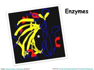 Enzymes
Image: Enzyme Carbonic Anhydrase, Labrador2 From the Virtual Cell Biology Classroom on ScienceProfOnline.com
 
