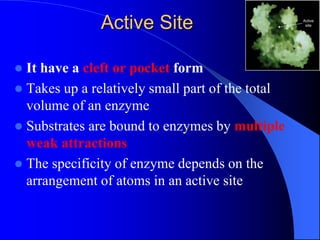  It have a cleft or pocket form
 Takes up a relatively small part of the total
volume of an enzyme
 Substrates are bound to enzymes by multiple
weak attractions
 The specificity of enzyme depends on the
arrangement of atoms in an active site
Active Site
 