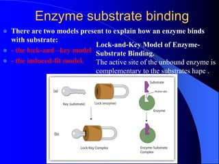  There are two models present to explain how an enzyme binds
with substrate:
 - the lock-and –key model
 - the induced-fit model.
Enzyme substrate binding
Lock-and-Key Model of Enzyme-
Substrate Binding.
The active site of the unbound enzyme is
complementary to the substrates hape .
 