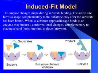 Induced-Fit Model
The enzyme changes shape during substrate binding. The active site
forms a shape complementary to the substrate only after the substrate
has been bound. When a substrate approaches and binds to an
enzyme they induce a conformational changes, complementary to
placing a hand (substrate) into a glove (enzyme).
 