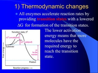  All enzymes accelerate reaction rates by
providing transition states with a lowered
∆G for formation of the transition states.
The lower activation
energy means that more
molecules have the
required energy to
reach the transition
state.
1) Thermodynamic changes
 