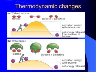Thermodynamic changes
 