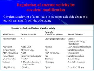 Regulation of enzyme activity by
covalent modification
Covalent attachment of a molecule to an amino acid side chain of a
protein can modify activity of enzyme
 