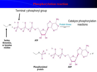 Phosphorylation reaction
 