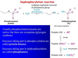 Dephosphorylation reaction
Usually phosphorylated enzymes are
active, but there are exceptions (glycogen
synthase)
Enzymes taking part in phospho-rylation are
called protein kinases
Enzymes taking part in dephosphorylation
are called phosphatases
 